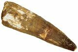 Fossil Spinosaurus Tooth - Real Dinosaur Tooth #324869-1